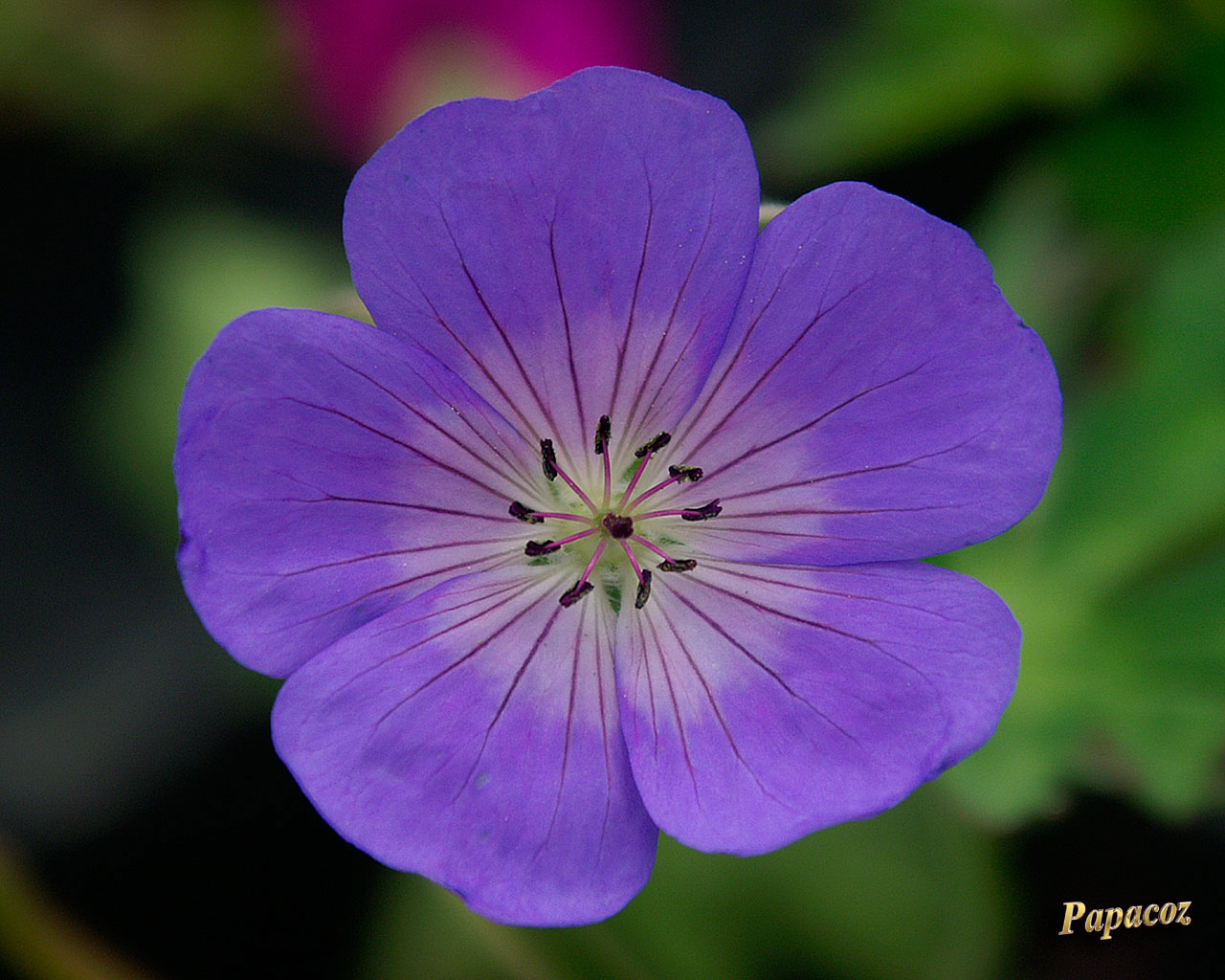violette2.jpg